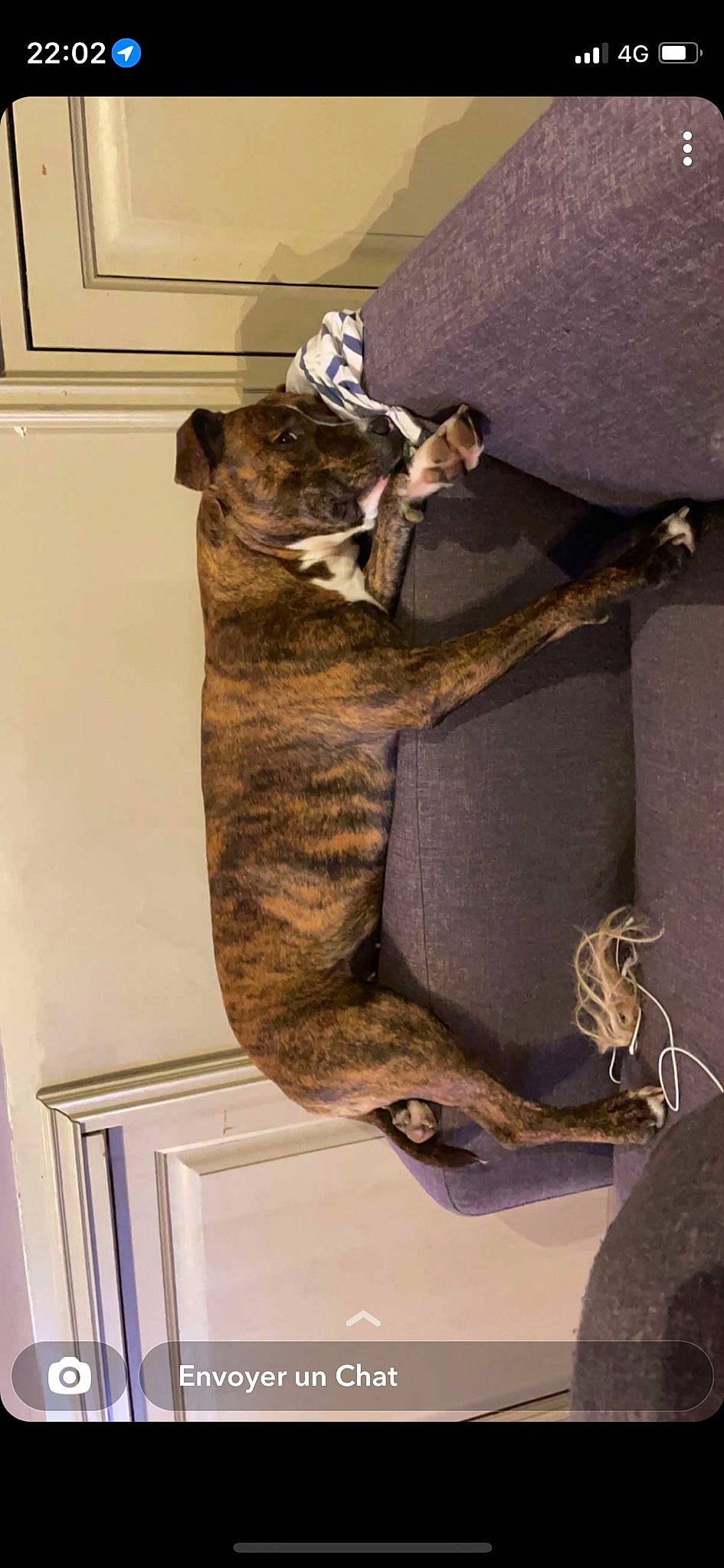 Riya participe au concours pour gagner de l'argent avec cette photo : artifact, cat, comfort, domestic_short_haired_cat, felidae, fish, fur, natural_material, room, small_to_medium_sized_cats, tail, whiskers, wood