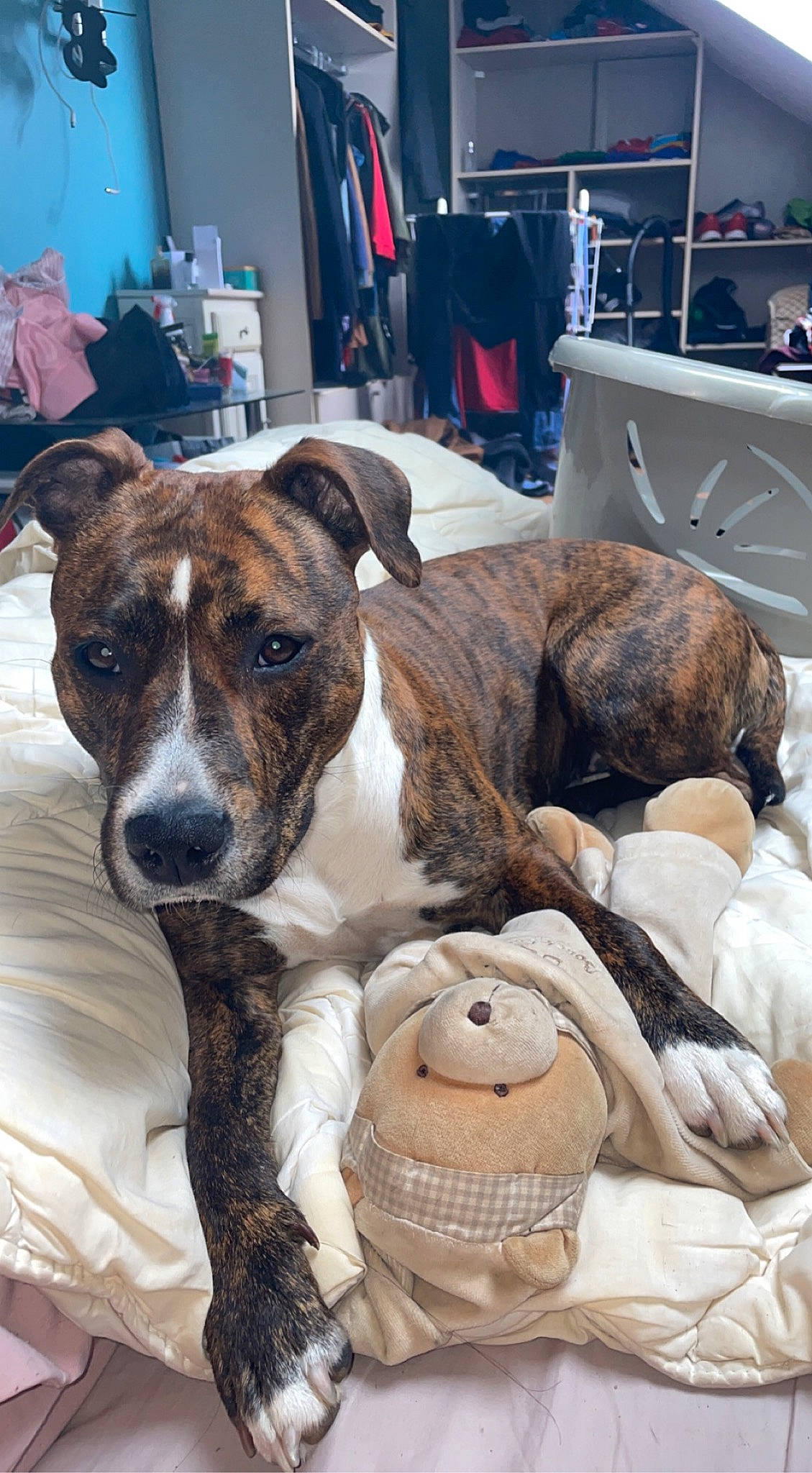 Riya a rejoint le concours — aidez-le/la à gagner de superbes lots ! blue, canidae, carnivore, chair, collar, comfort, companion_dog, dog, dog_breed, dog_collar, fawn, fur, mammal, room, snout, sporting_group, television, terrier, whiskers, working_animal