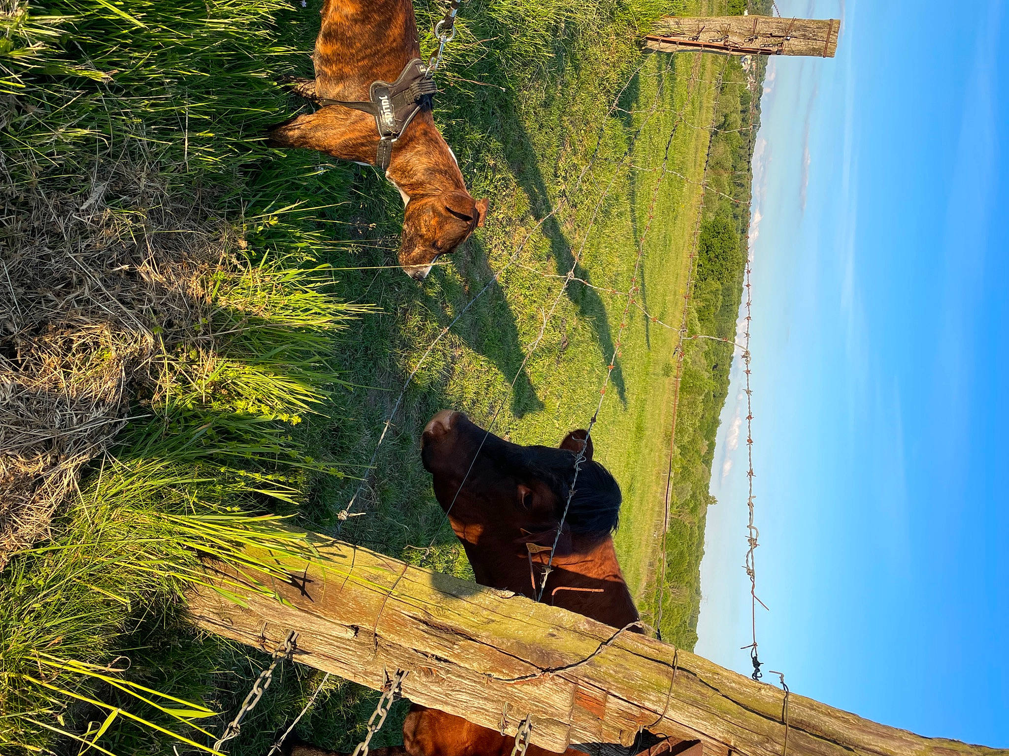 Riya a rejoint le concours — aidez-le/la à gagner de superbes lots ! adaptation, branch, carnivore, fawn, grass, grass_family, green, leaf, mammal, nature, organism, plant, sky, sunlight, tints_and_shades, tree, trunk, vertebrate, window, wood