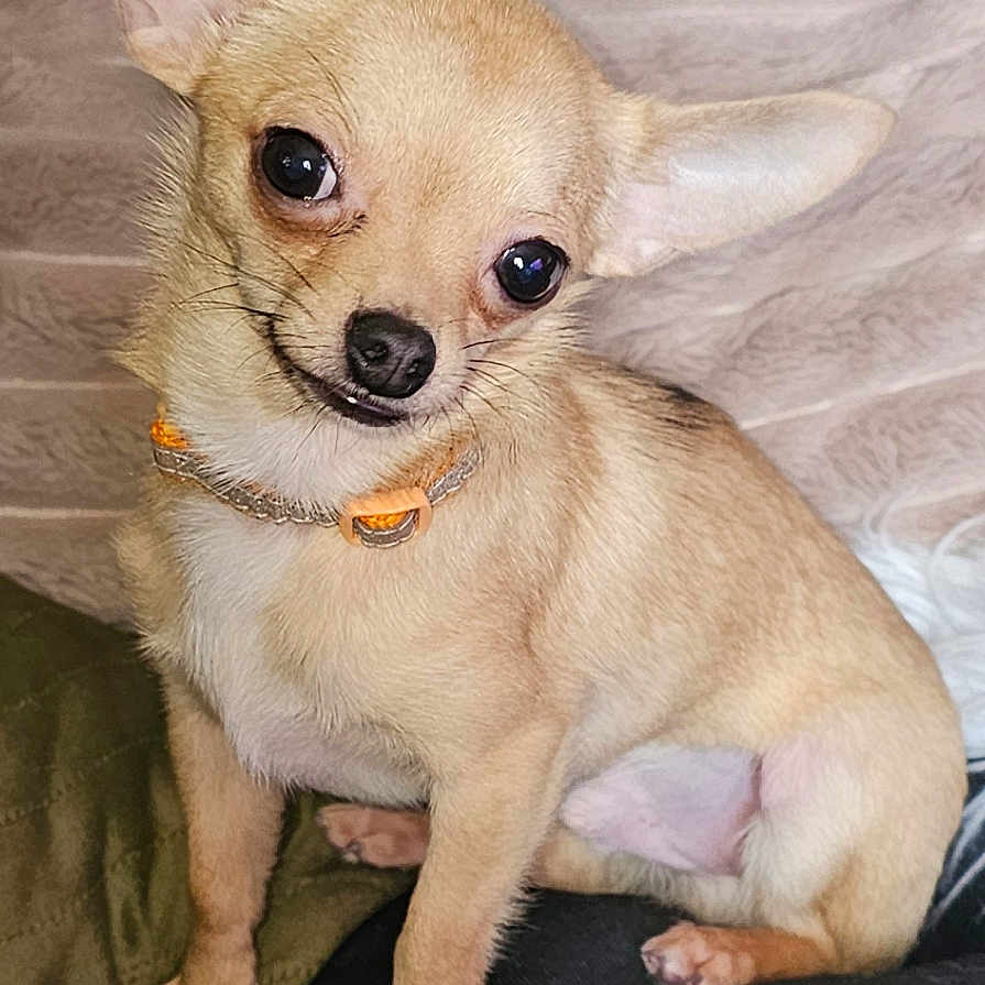 Simba