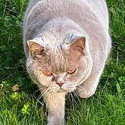 Vincenzo a rejoint le concours — aidez-le/la à gagner de superbes lots ! amber_eyes, animal, british_shorthair, cat, closeup, cute, daylight, feline, fur, grass, gray_cat, greenery, mammal, nature, outdoor, pet, serious_expression, walking, whiskers, wildlife