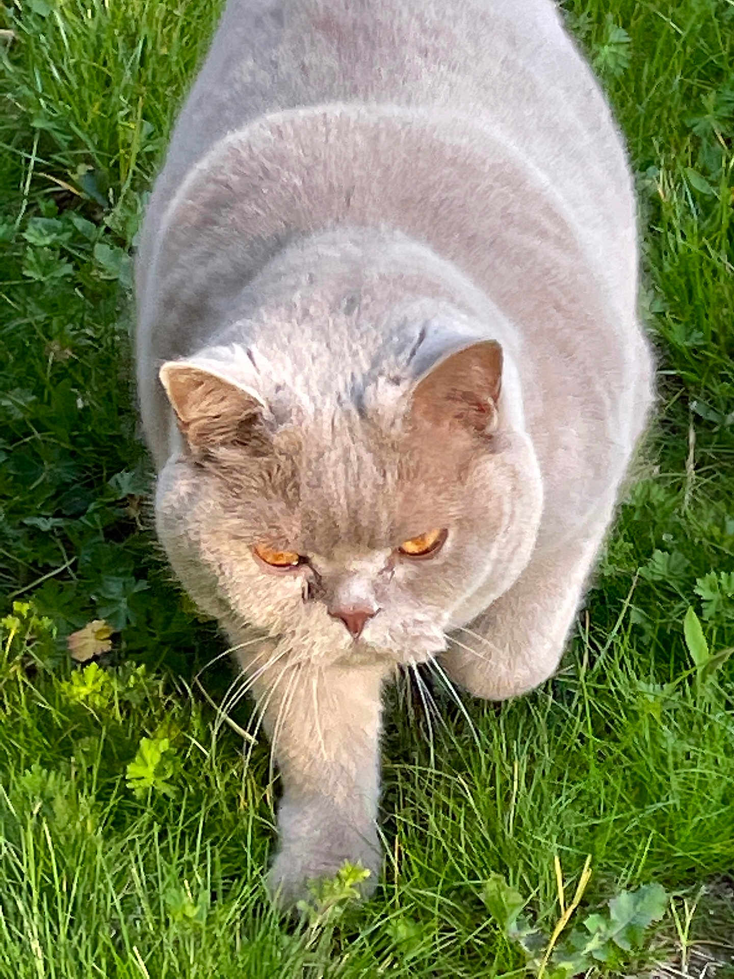 Vincenzo