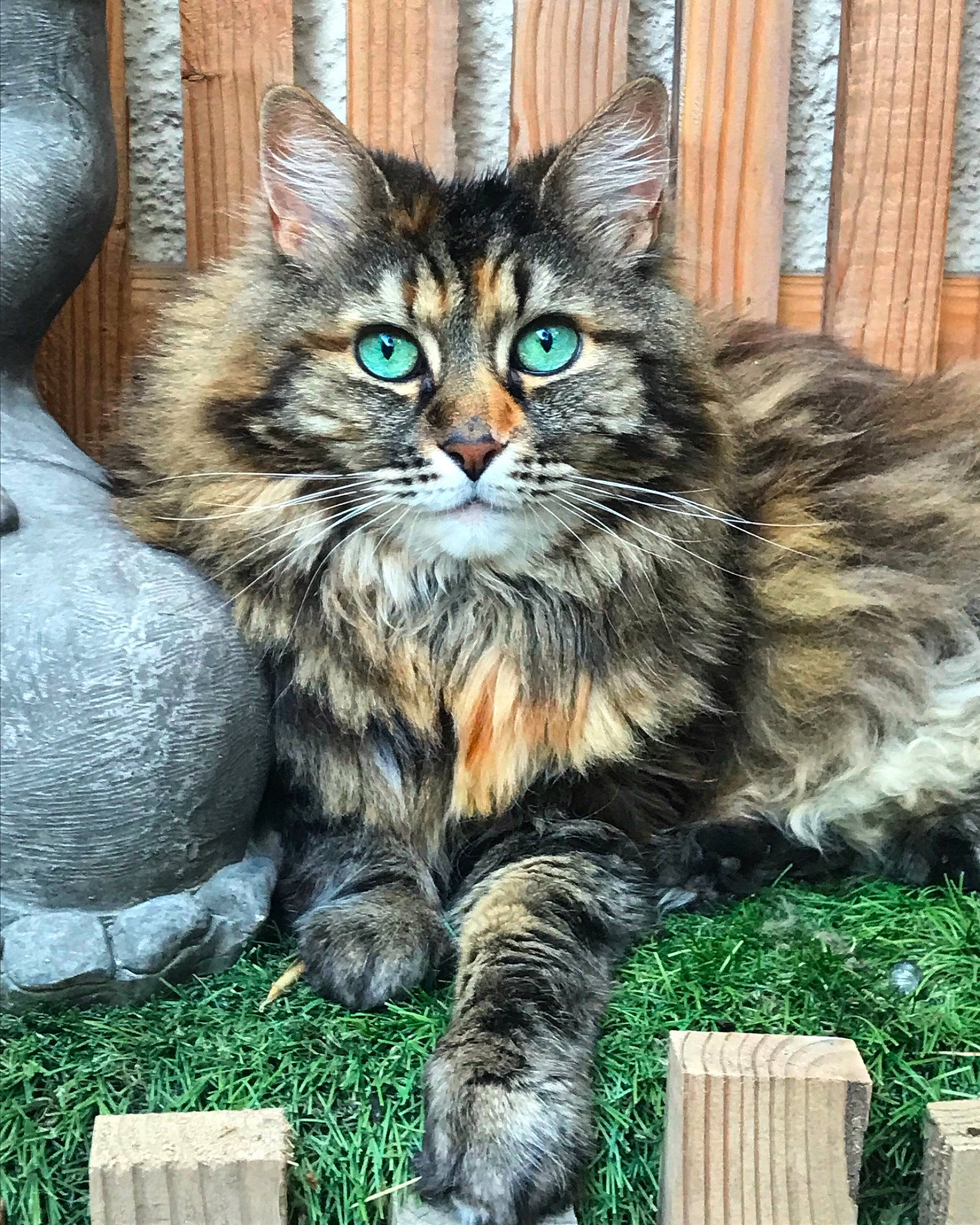 Zora participe au concours pour gagner de l'argent avec cette photo : carnivore, cat, claw, domestic_short_haired_cat, felidae, fur, grass, illustration, maine_coon, plant, siberian, sitting, small_to_medium_sized_cats, snout, tail, terrestrial_animal, tree, whiskers, wildlife, wood