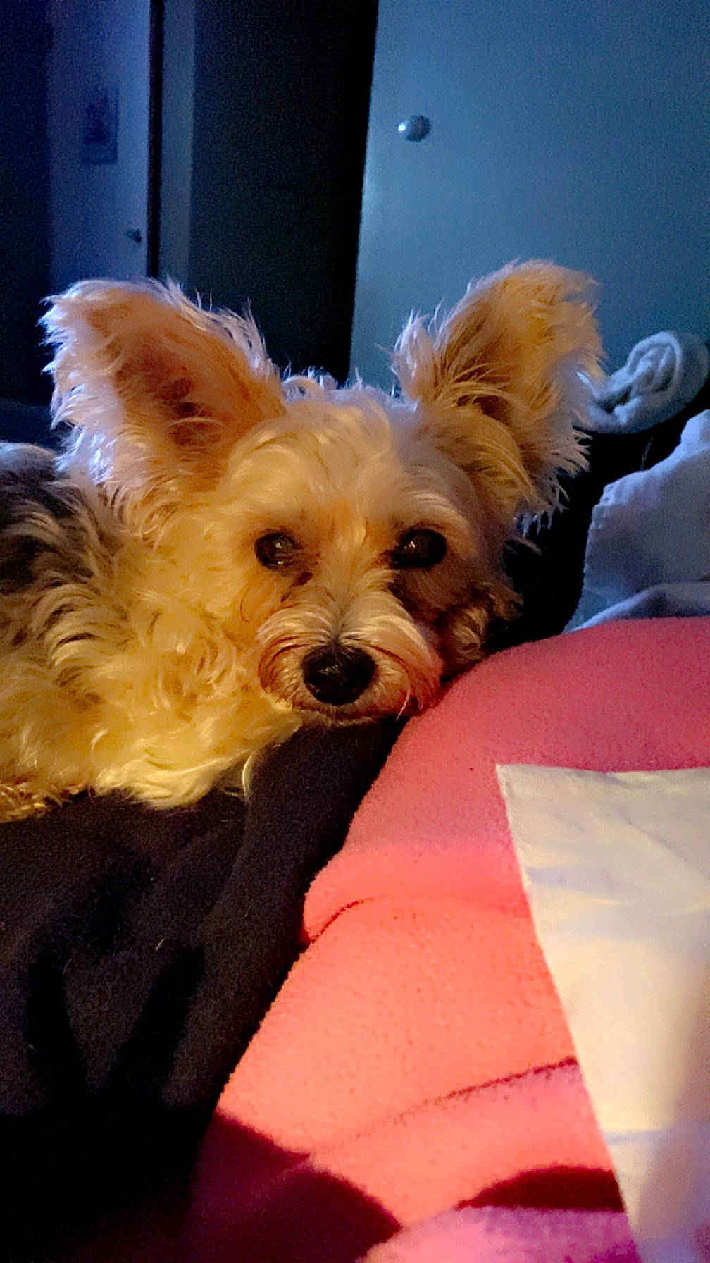 Tiger is registered to the contest to win money with this photo: biewer_terrier, canidae, carnivore, companion_dog, dog, dog_breed, dog_supply, fawn, fur, maltepoo, small_terrier, snout, sporting_group, terrier, toy, toy_dog, water_dog, working_animal, yorkipoo, yorkshire_terrier