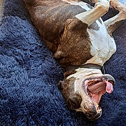 Haribo participe au concours pour gagner de l'argent avec cette photo : dog, cat, pet, indoor, bed, fluffy, yawning, brown, gray, tile_floor, animal, relaxed, playful, collar, furry, mammal, resting, cute, companion, home