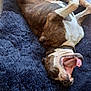 animal, bed, brown, cat, collar, companion, cute, dog, fluffy, furry, gray, home, indoor, mammal, pet, playful, relaxed, resting, tile_floor, yawning