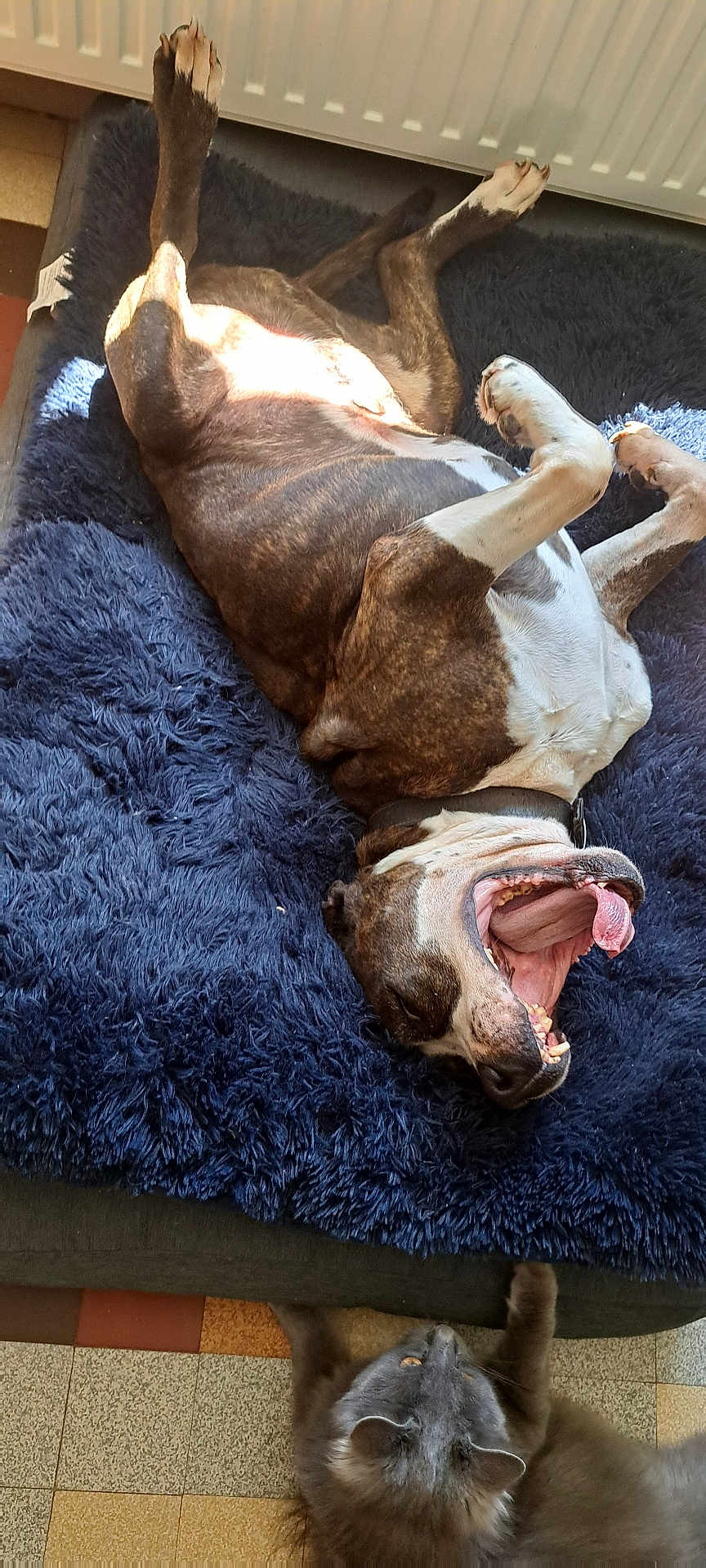 Haribo