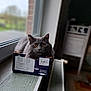 Chablis participe au concours pour gagner de l'argent avec cette photo : animal, blackcat, box, cardboard, carton, cat, computer, computerhardware, electronics, hardwood, kitten, laptop, manx, pc, pet, plywood, shelf, text, window, wood