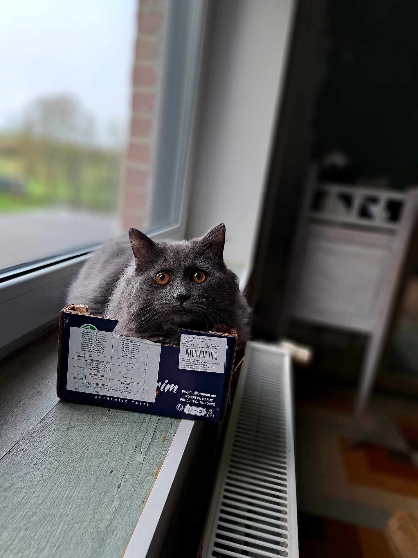 Chablis participe au concours pour gagner de l'argent avec cette photo : animal, blackcat, box, cardboard, carton, cat, computer, computerhardware, electronics, hardwood, kitten, laptop, manx, pc, pet, plywood, shelf, text, window, wood
