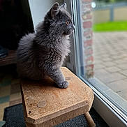 Chablis participe au concours pour gagner de l'argent avec cette photo : angora, animal, barstool, cat, chair, coffeetable, furniture, hardwood, indoors, interiordesign, kitten, manx, pet, plywood, slate, stainedwood, table, window, windowsill, wood
