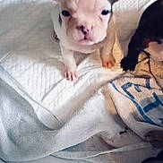 Bella a rejoint le concours — aidez-le/la à gagner de superbes lots ! puppy, french_bulldog, dog, pet, white, quilted_blanket, cloth, floor, ears, cute, animal, young, indoor, texture, curious, small, companion, domestic, messy, closeup