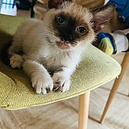 Mickey a rejoint le concours — aidez-le/la à gagner de superbes lots ! kitten, cat, siamese, blue_eyes, fur, paws, chair, indoor, floor, legs, socks, human, curious, pet, animal, domestic, cute, young, resting, furniture