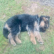 Ayron participe au concours pour gagner de l'argent avec cette photo : puppy, dog, sleeping, grass, outdoor, nature, fur, cute, animal, pet, collar, resting, young, adorable, peaceful, canine, lying_down, small, fluffy, relaxing