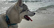 Wolf a rejoint le concours — aidez-le/la à gagner de superbes lots ! husky, dog, beach, sand, sea, ocean, water, waves, sky, sunlight, collar, leash, animal, pet, outdoor, summer, shore, canine, nature, happy