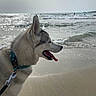 husky, dog, beach, sand, sea, ocean, water, waves, sky, sunlight, collar, leash, animal, pet, outdoor, summer, shore, canine, nature, happy