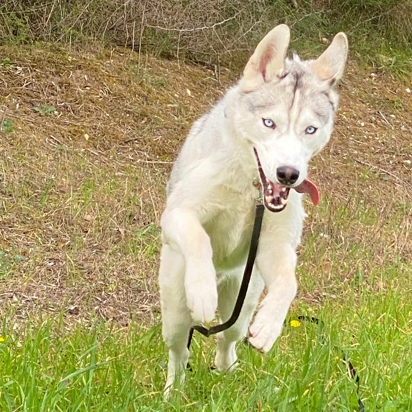 Wolf