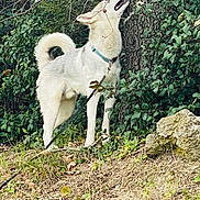 Wolf a rejoint le concours — aidez-le/la à gagner de superbes lots ! dog, white_dog, outdoor, tree, greenery, leash, collar, barking, howling, nature, grass, leaves, canine, pet, animal, fur, tail, standing, mouth_open, forest