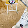 Wolf a rejoint le concours — aidez-le/la à gagner de superbes lots ! dog, siberian_husky, blue_eyes, tongue_out, painting, easel, outdoor, patio, tile_floor, white_fur, gray_fur, playful, pet, animal, art, portrait, close_up, wall, collar, happy