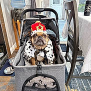 Bugs is registered to the contest to win money with this photo: animal, cape, chair, costume, crown, curtain, dog, door, floor, furniture, home, indoor, pet, pet_bowl, pet_stroller, plush, rug, table, water_bottle, window
