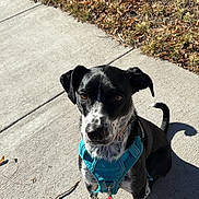 Bella joined the competition — help win amazing prizes! dog, black_and_white, sitting, sidewalk, leash, harness, shadow, outdoor, pet, animal, sunlight, curious, ears, spot, snout, paw, grass, fall, daytime, canine