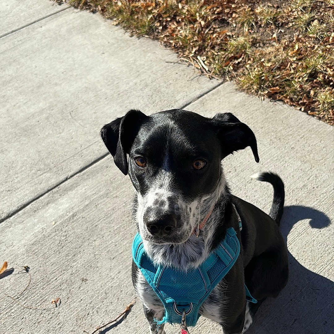 Bella joined the competition — help win amazing prizes! animal, black_and_white, canine, curious, daytime, dog, ears, fall, grass, harness, leash, outdoor, paw, pet, shadow, sidewalk, sitting, snout, spot, sunlight
