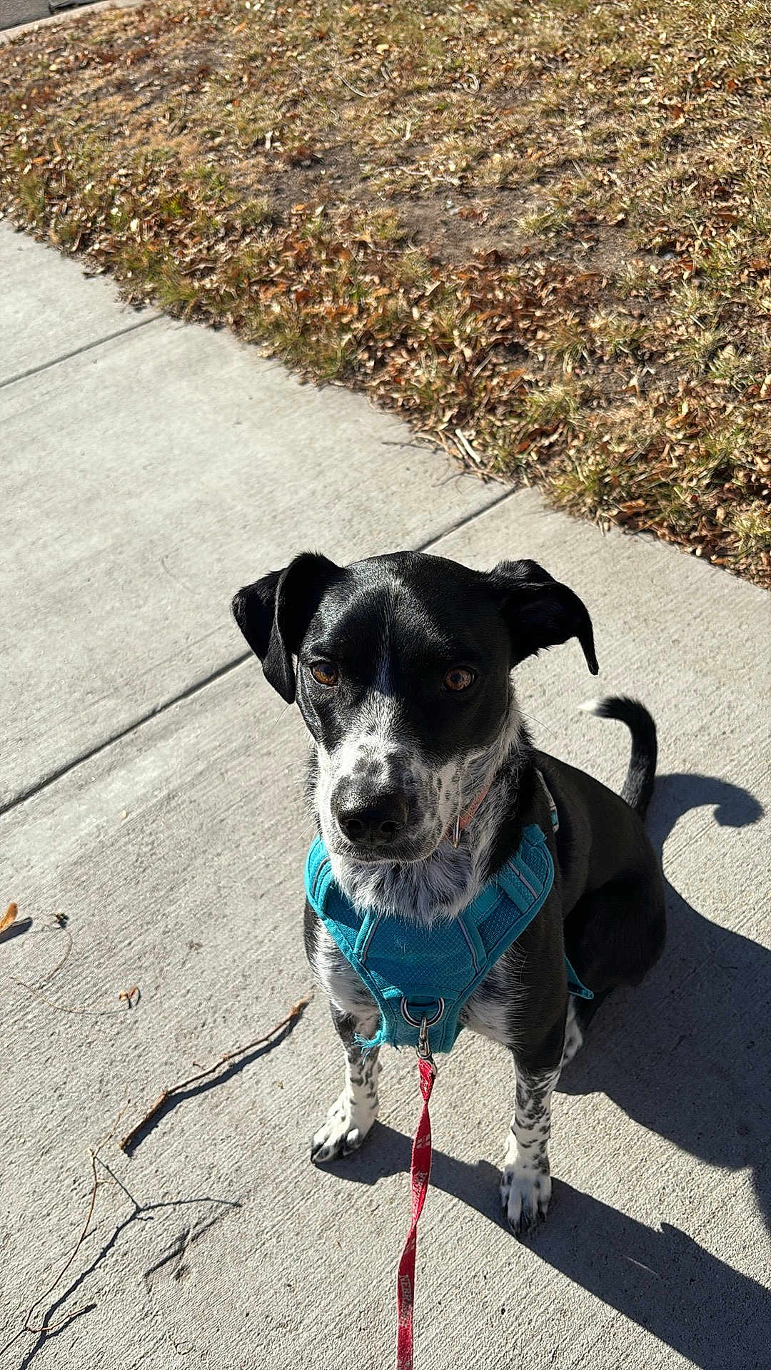 Bella joined the competition — help win amazing prizes! dog, black_and_white, sitting, sidewalk, leash, harness, shadow, outdoor, pet, animal, sunlight, curious, ears, spot, snout, paw, grass, fall, daytime, canine