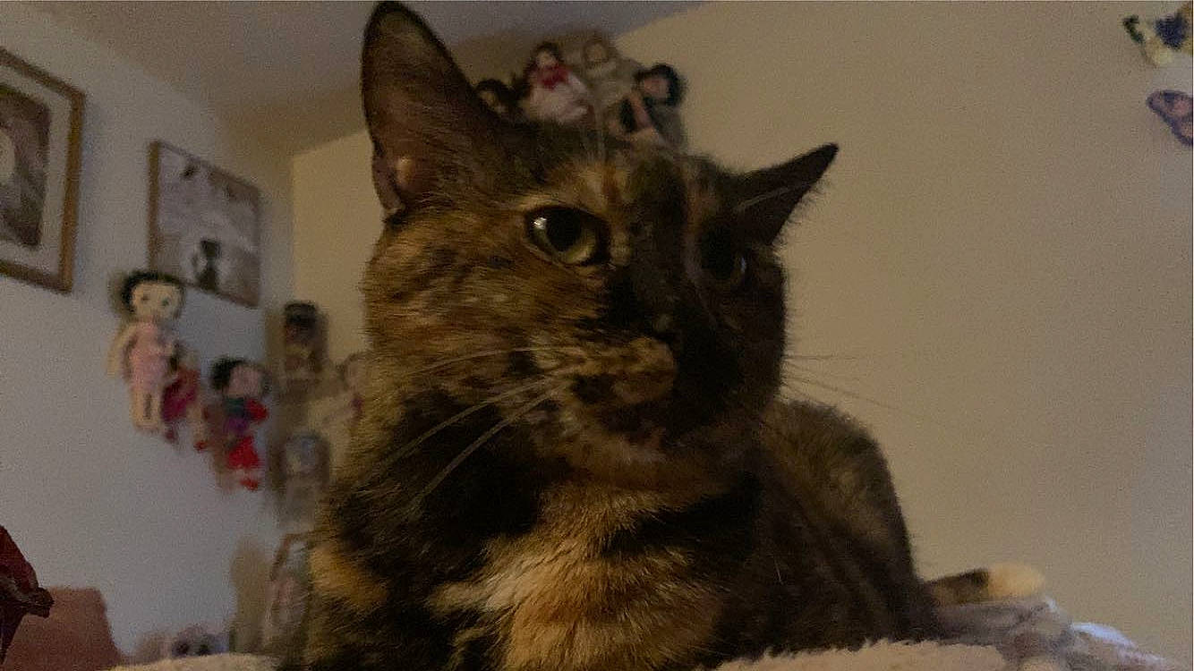 Pepper joined the competition — help win amazing prizes! carnivore, cat, domestic_short_haired_cat, felidae, fur, picture_frame, small_to_medium_sized_cats, snout, terrestrial_animal, whiskers