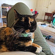 Nova is registered to the contest to win money with this photo: casual, cat, clothing, coffee_table, collar, domestic, eyes_closed, furniture, green_pants, home, indoor, lap, living_room, paws, person, pet, relaxed, tortoiseshell, whiskers, white_shirt