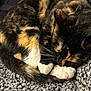 animal, calico, cat, close_up, cozy, curled_up, cute, domestic_cat, feline, fur, gray_blanket, indoor, knitted_blanket, pet, relaxed, resting, sleeping, tail, whiskers, white_paws
