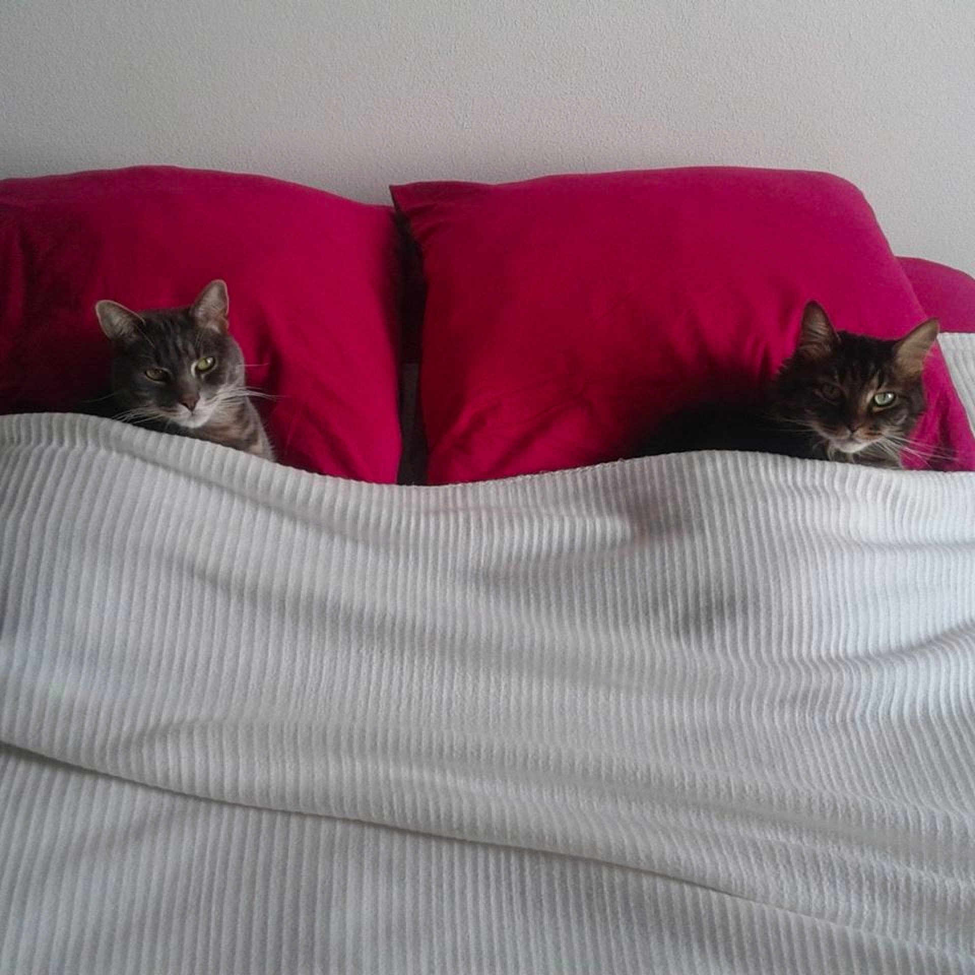 Guismo participe au concours pour gagner de l'argent avec cette photo : bed, bed_sheet, black, carnivoran, cat, cat_like_mammal, comfort, couch, cushion, duvet_cover, furniture, kitten, mammal, mattress, nap, pillow, pink, small_to_medium_sized_cats, textile, whiskers
