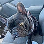 Coco joined the competition — help win amazing prizes! animal, black_dog, canine, car_interior, car_seat, close_up, clutter, companion, curious_expression, dog, door_handle, french_bulldog, indoor, leather_harness, paper, pet, portrait, seat_belt, window, yellow_eyes