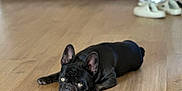 Coco is registered to the contest to win money with this photo: animal, black_dog, cabinet, canine, companion, cute, dog, domestic, ears_up, floor, french_bulldog, home, indoor, looking_at_camera, lying_down, pet, portrait, relaxed, shoes, wooden_floor