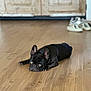 animal, black_dog, cabinet, canine, companion, cute, dog, domestic, ears_up, floor, french_bulldog, home, indoor, looking_at_camera, lying_down, pet, portrait, relaxed, shoes, wooden_floor