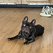 Coco joined the competition — help win amazing prizes! animal, black_dog, cabinet, companion, curious, dog, domestic_animal, ears_up, floor, flooring, french_bulldog, household, indoor, lying_down, mammal, pet, shoes, slippers, wooden_cabinet, wooden_floor