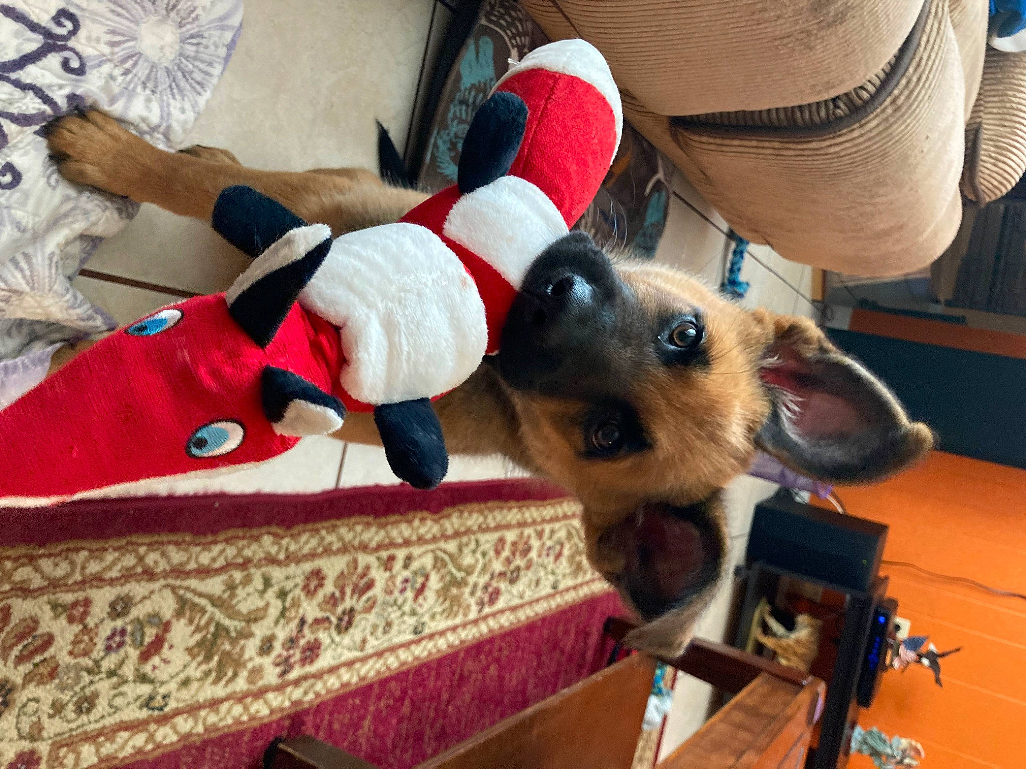 Elvis joined the competition — help win amazing prizes! audio_equipment, canidae, cap, carnivore, companion_dog, costume_hat, dog, dog_breed, eyewear, fashion_accessory, fawn, fedora, fur, hat, human_leg, snout, sun_hat, toy_dog, watch, wrist