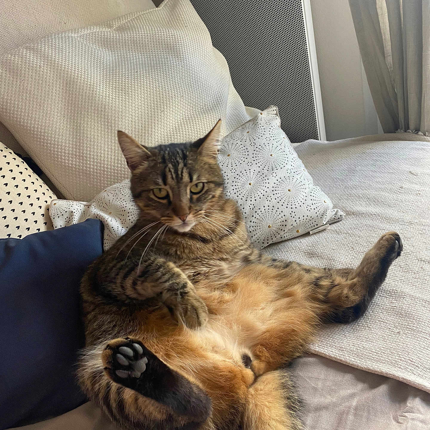 Yoshi participe au concours pour gagner de l'argent avec cette photo : cat, couch, cozy, curious, curtains, domestic_animal, feline, fur, furniture, home, indoor, paw, pet, pillows, relaxing, resting, tabby_cat, tail, whiskers, window