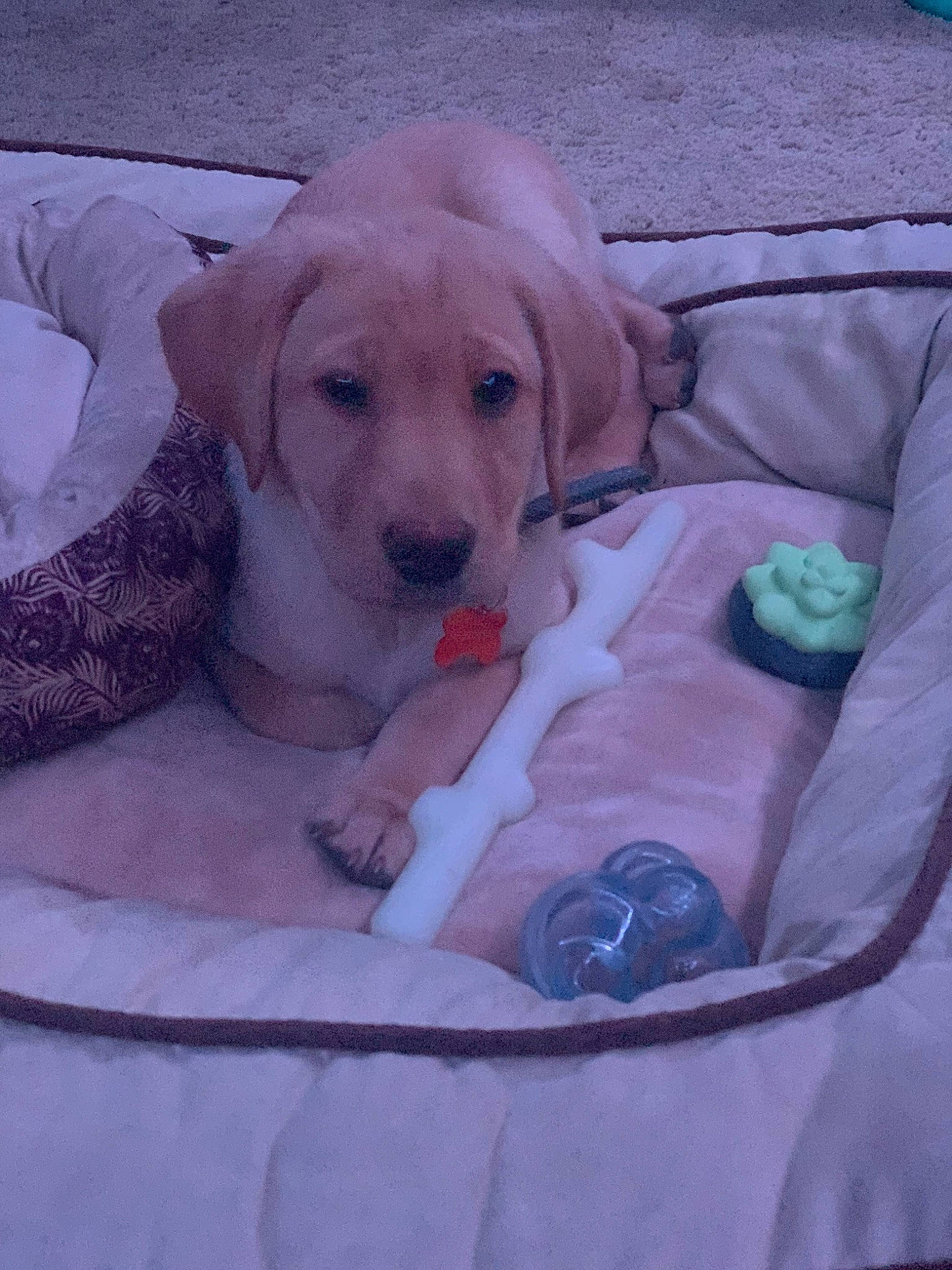 Harley is registered to the contest to win money with this photo: canidae, carnivore, comfort, companion_dog, dog, dog_breed, dog_supply, fawn, gun_dog, labrador_retriever, linens, nap, paw, pet_supply, plant, puppy, retriever, sporting_group, tail, working_animal