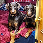 Juju And Jojo is registered to the contest to win money with this photo: doberman, dog, pet, animal, bed, blanket, pillow, indoor, resting, alert, canine, fur, ears, collar, wooden_door, door_knob, brown, black, pair, companion