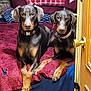 doberman, dog, pet, animal, bed, blanket, pillow, indoor, resting, alert, canine, fur, ears, collar, wooden_door, door_knob, brown, black, pair, companion