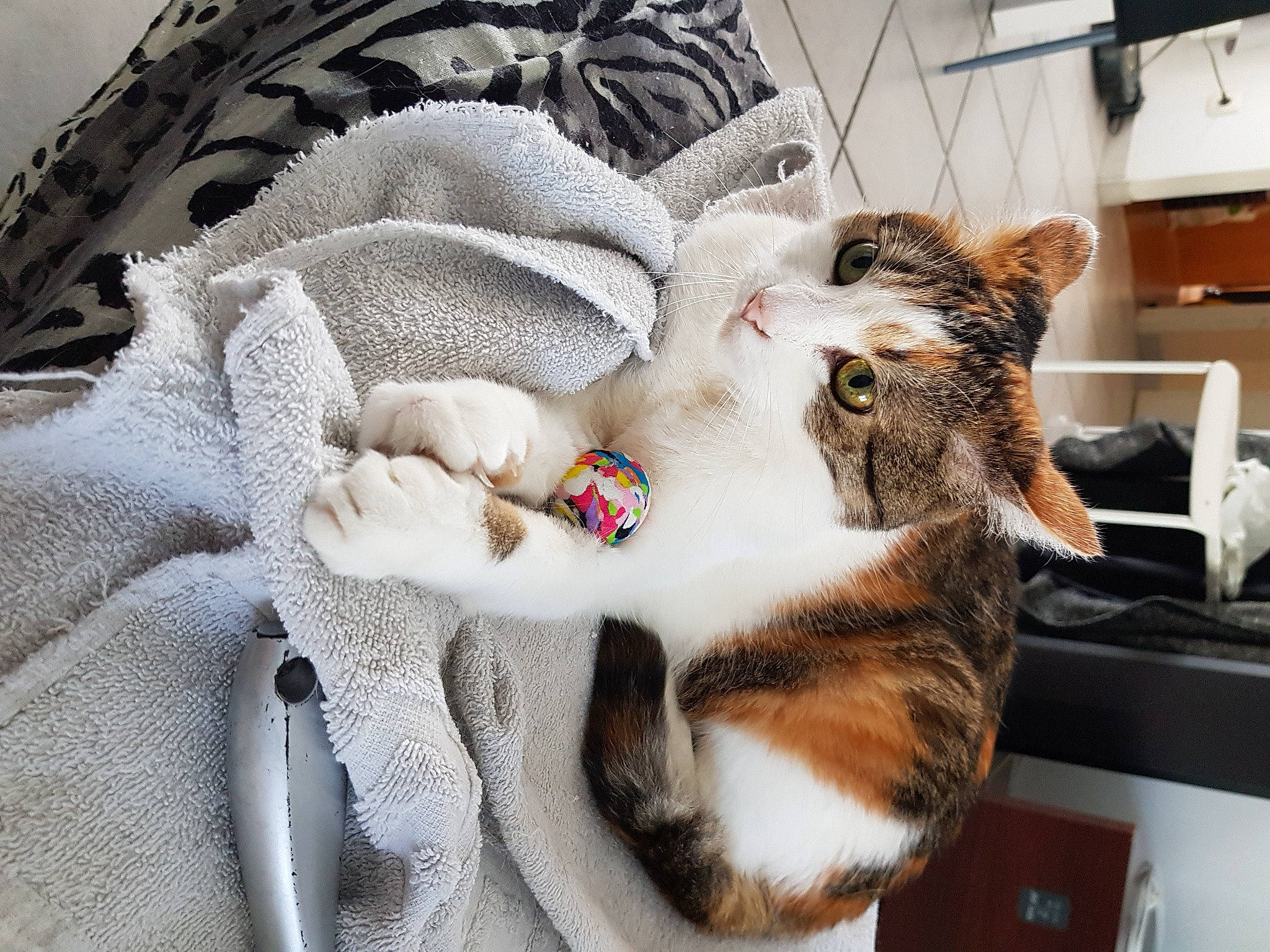 Azy a rejoint le concours — aidez-le/la à gagner de superbes lots ! bag, blanket, carnivore, cat, claw, comfort, domestic_short_haired_cat, felidae, fur, grey, linens, luggage_and_bags, nap, paw, room, sleep, small_to_medium_sized_cats, tail, whiskers