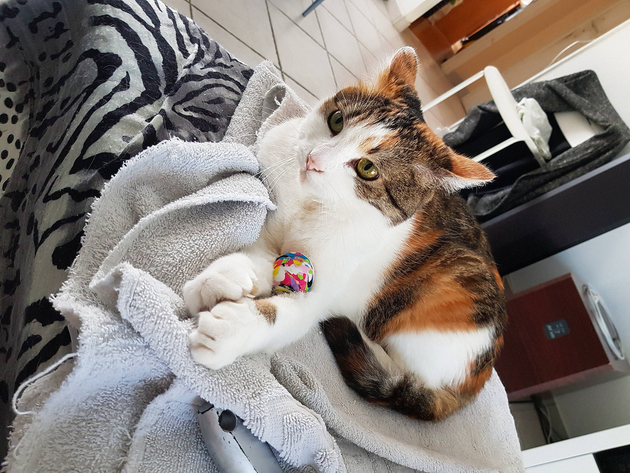 Azy a rejoint le concours — aidez-le/la à gagner de superbes lots ! bedding, blanket, carnivore, cat, comfort, domestic_short_haired_cat, felidae, fur, home_appliance, kitchen_appliance, linens, nap, paw, room, sleep, small_to_medium_sized_cats, tail, whiskers