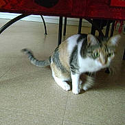 Calinette a rejoint le concours — aidez-le/la à gagner de superbes lots !