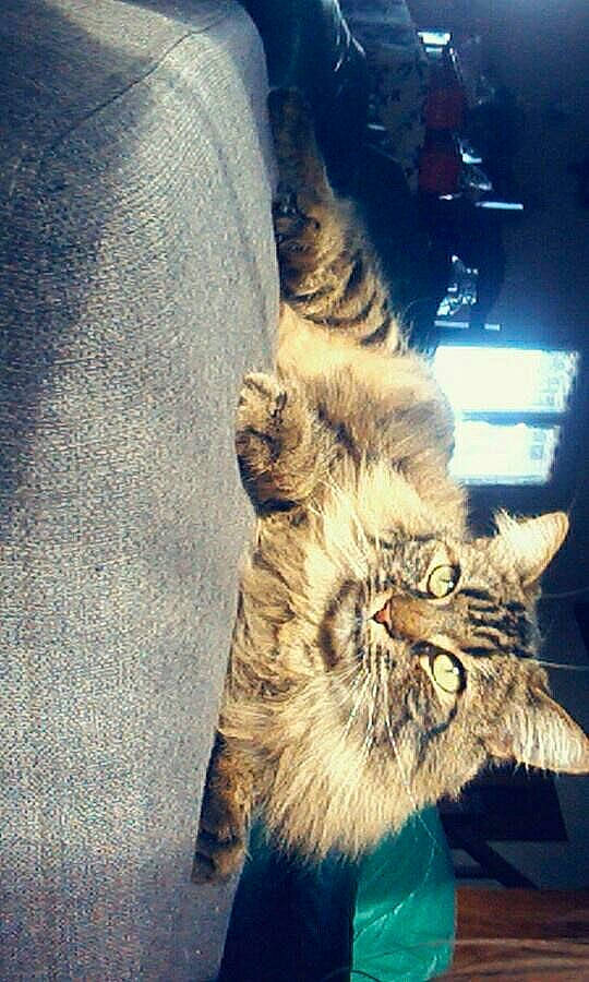 Mayla participe au concours pour gagner de l'argent avec cette photo : carnivoran, cat, cat_like_mammal, fur, kitten, maine_coon, mammal, small_to_medium_sized_cats, snout, whiskers