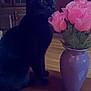 black_cat, cat, flower_vase, pink_roses, purple_vase, wooden_table, indoor, pet, plant, flower, feline, wood_cabinet, domestic_animal, still_life, cute, animal, tabletop, houseplant, flora, decor