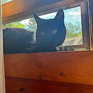 Abigail Lee is registered to the contest to win money with this photo: black_cat, cat, window, wood, sunlight, backlit, indoor, pet, animal, feline, resting, nature_outside, screen_window, daylight, cozy, quiet, curious, ears, whiskers, shadow