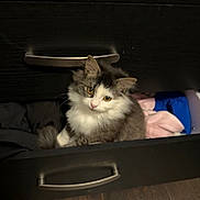 Hunni joined the competition — help win amazing prizes! cat, kitten, drawer, clothing, furniture, wood_floor, curious, fluffy, pet, indoor, cozy, animal, domestic_cat, cute, small_animal, feline, resting, looking_up, whiskers, ears