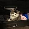 cat, kitten, drawer, clothing, furniture, wood_floor, curious, fluffy, pet, indoor, cozy, animal, domestic_cat, cute, small_animal, feline, resting, looking_up, whiskers, ears