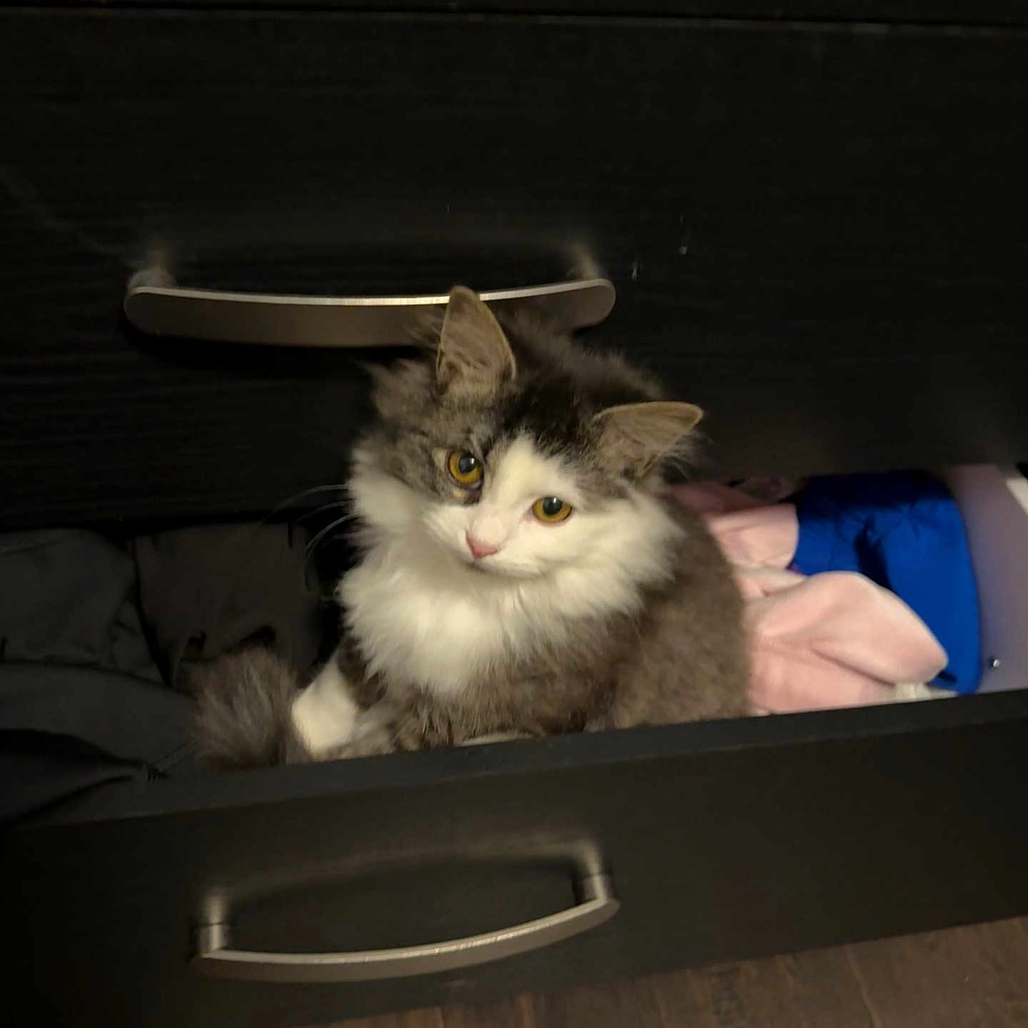 Hunni joined the competition — help win amazing prizes! cat, kitten, drawer, clothing, furniture, wood_floor, curious, fluffy, pet, indoor, cozy, animal, domestic_cat, cute, small_animal, feline, resting, looking_up, whiskers, ears