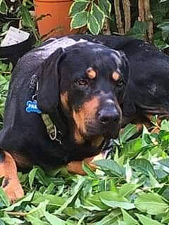 Pako participe au concours pour gagner de l'argent avec cette photo : beaglier, bored, canidae, carnivore, companion_dog, dog, dog_breed, grass, green, hound, hunting_dog, plant, rottweiler, sharing, snout, sporting_group, terrestrial_animal, working_animal, working_dog