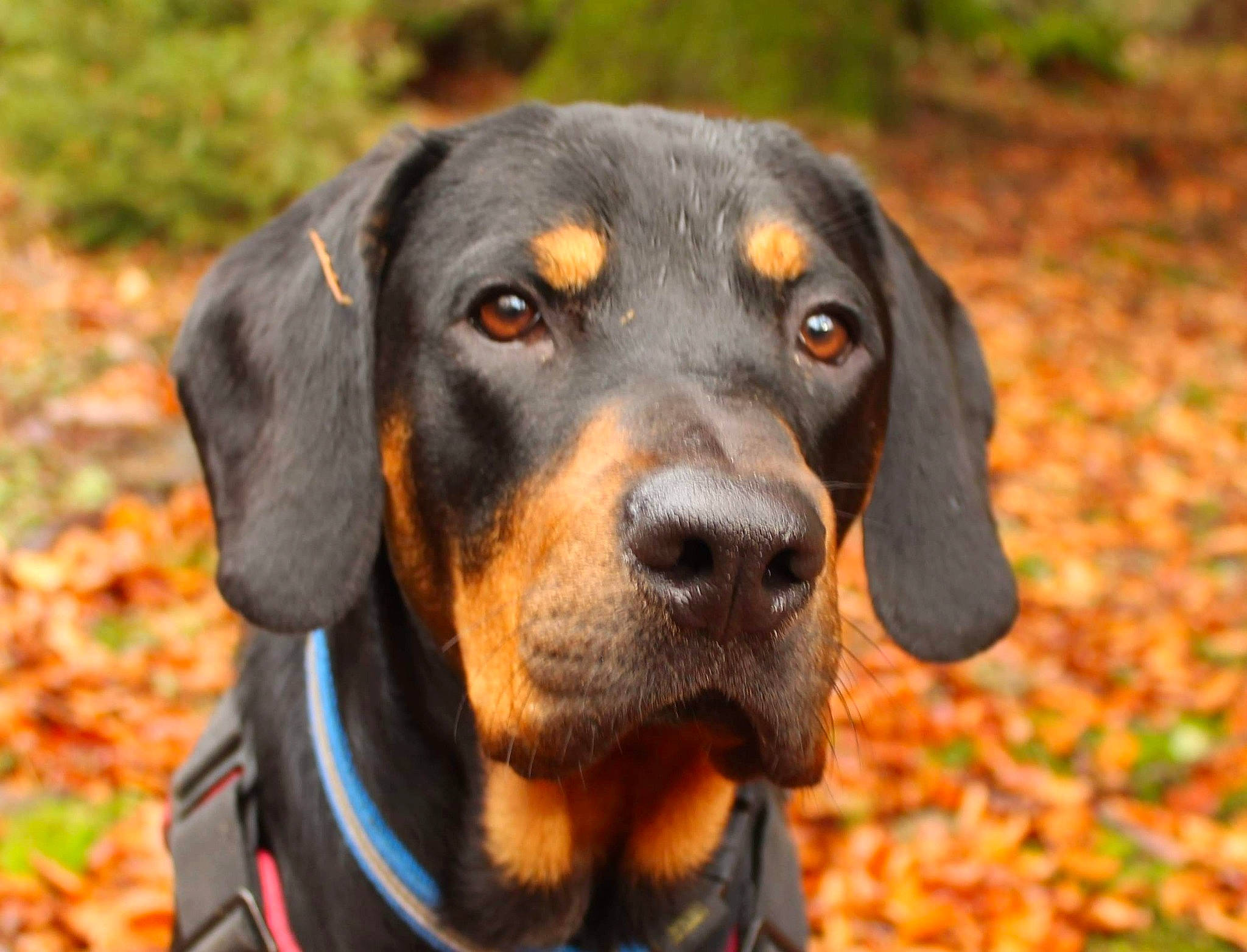 Pako a rejoint le concours — aidez-le/la à gagner de superbes lots ! carnivore, collar, companion_dog, dog, dog_breed, dog_collar, electric_blue, grass, guard_dog, hound, hunting_dog, liver, scent_hound, snout, sporting_group, whiskers, working_animal, working_dog